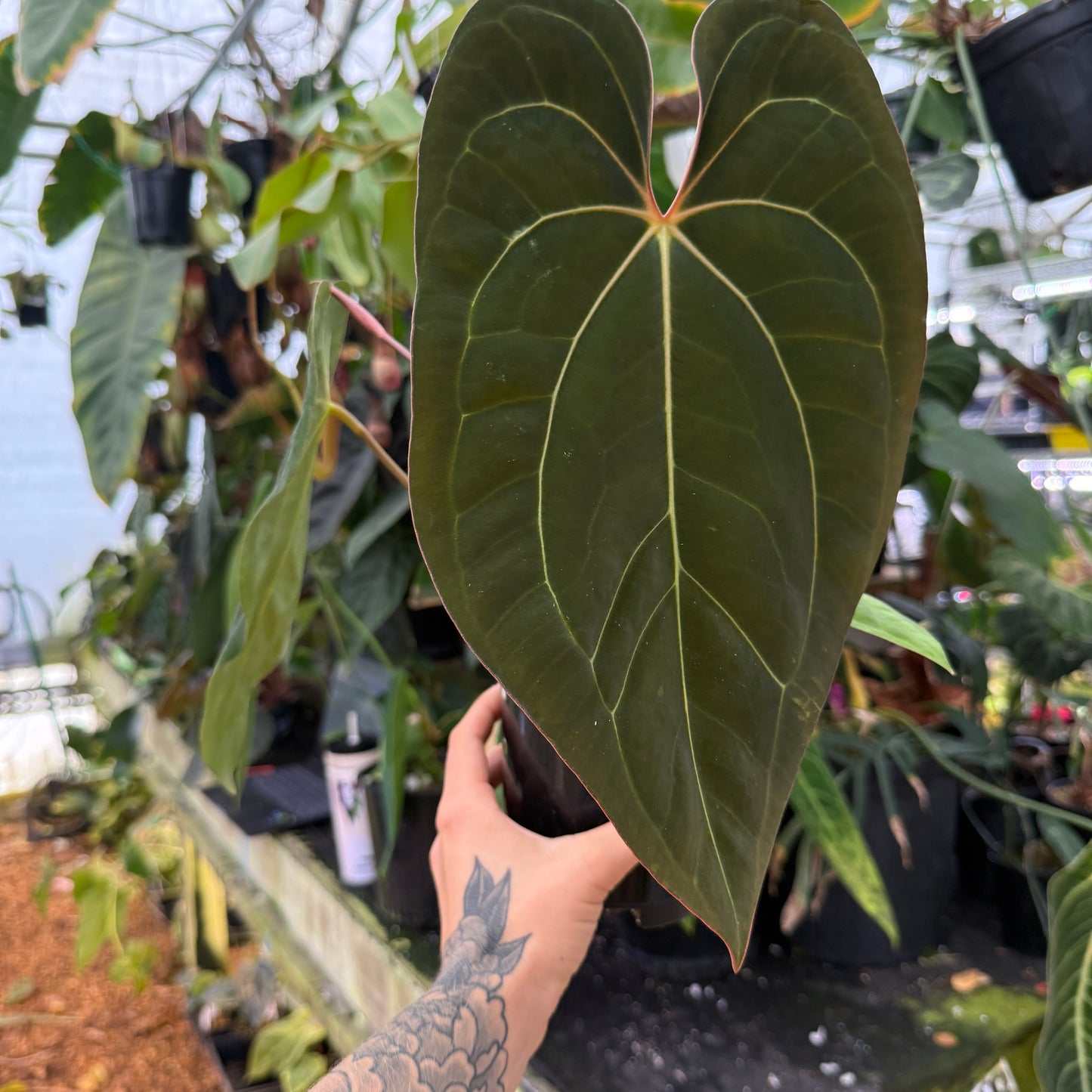 large velvet green leaf