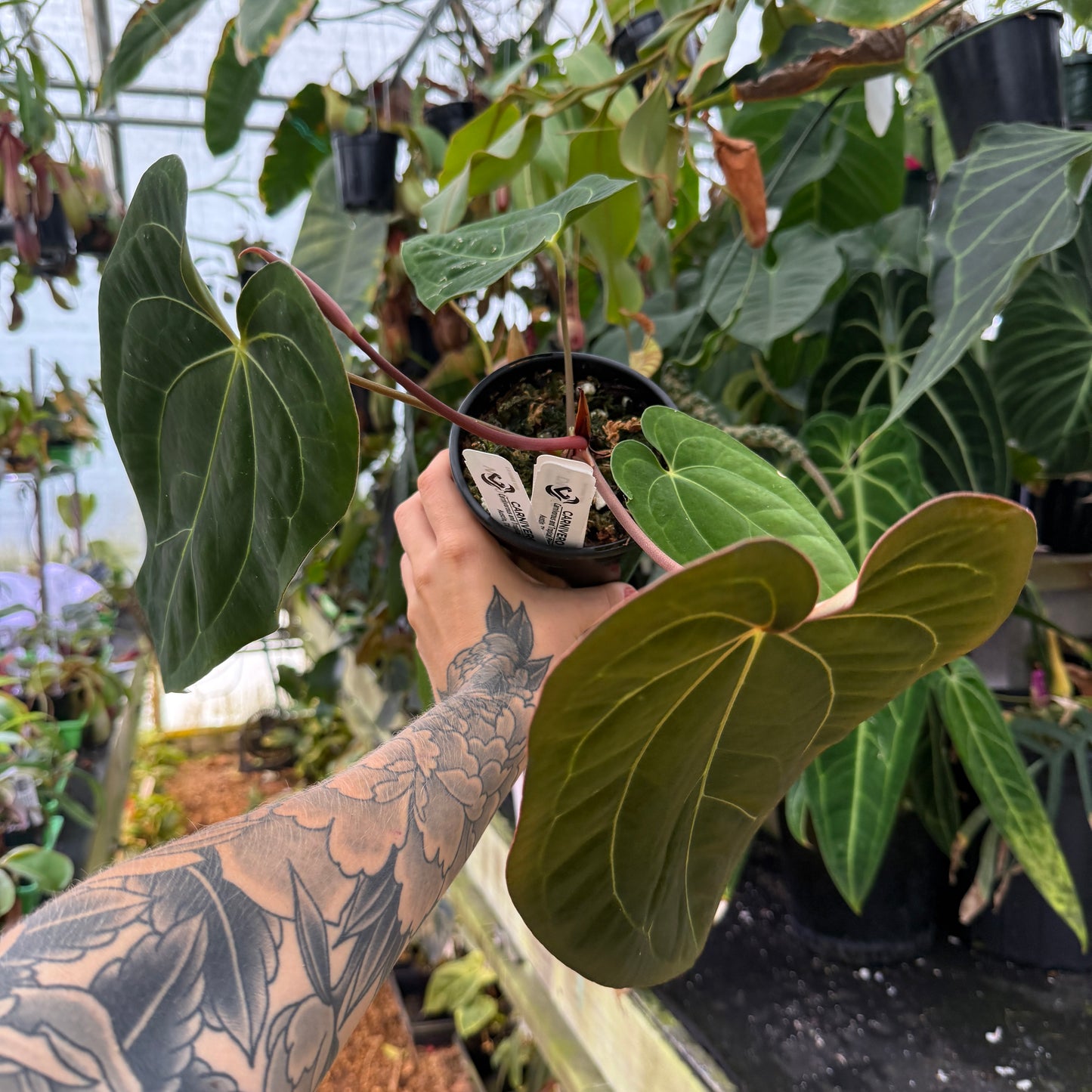 top view of a large anthurium