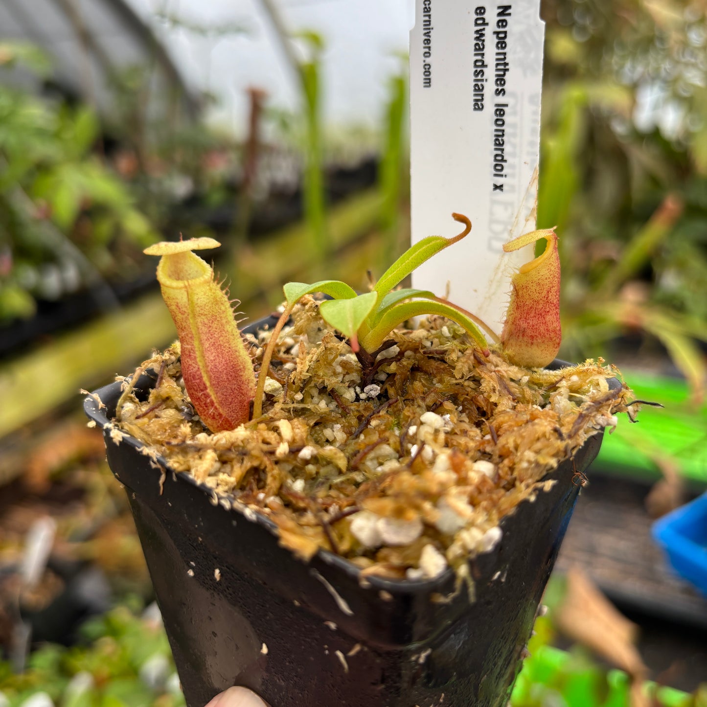[A653] Nepenthes leonardoi x edwardsiana