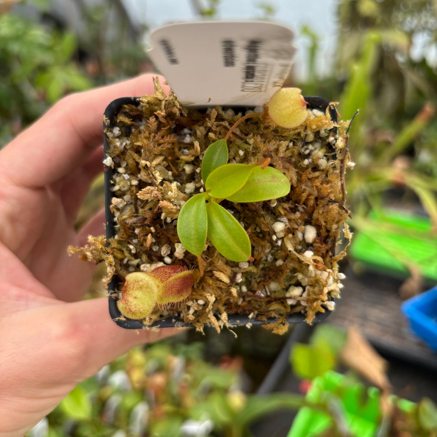 [A653] Nepenthes leonardoi x edwardsiana
