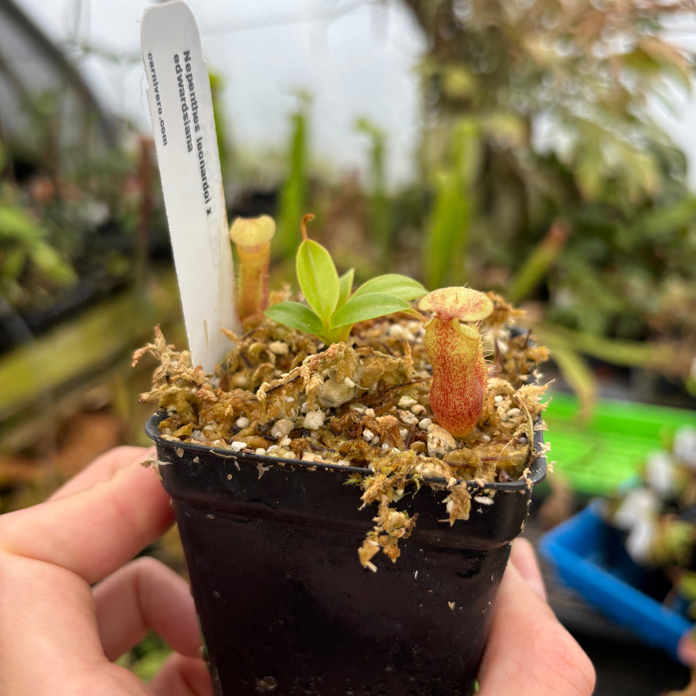 
                      
                        [A653] Nepenthes leonardoi x edwardsiana
                      
                    