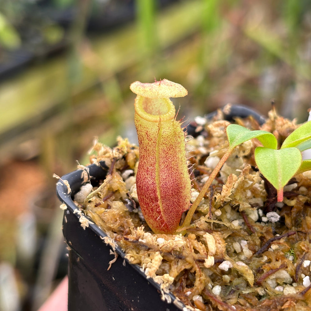 
                      
                        [A653] Nepenthes leonardoi x edwardsiana
                      
                    