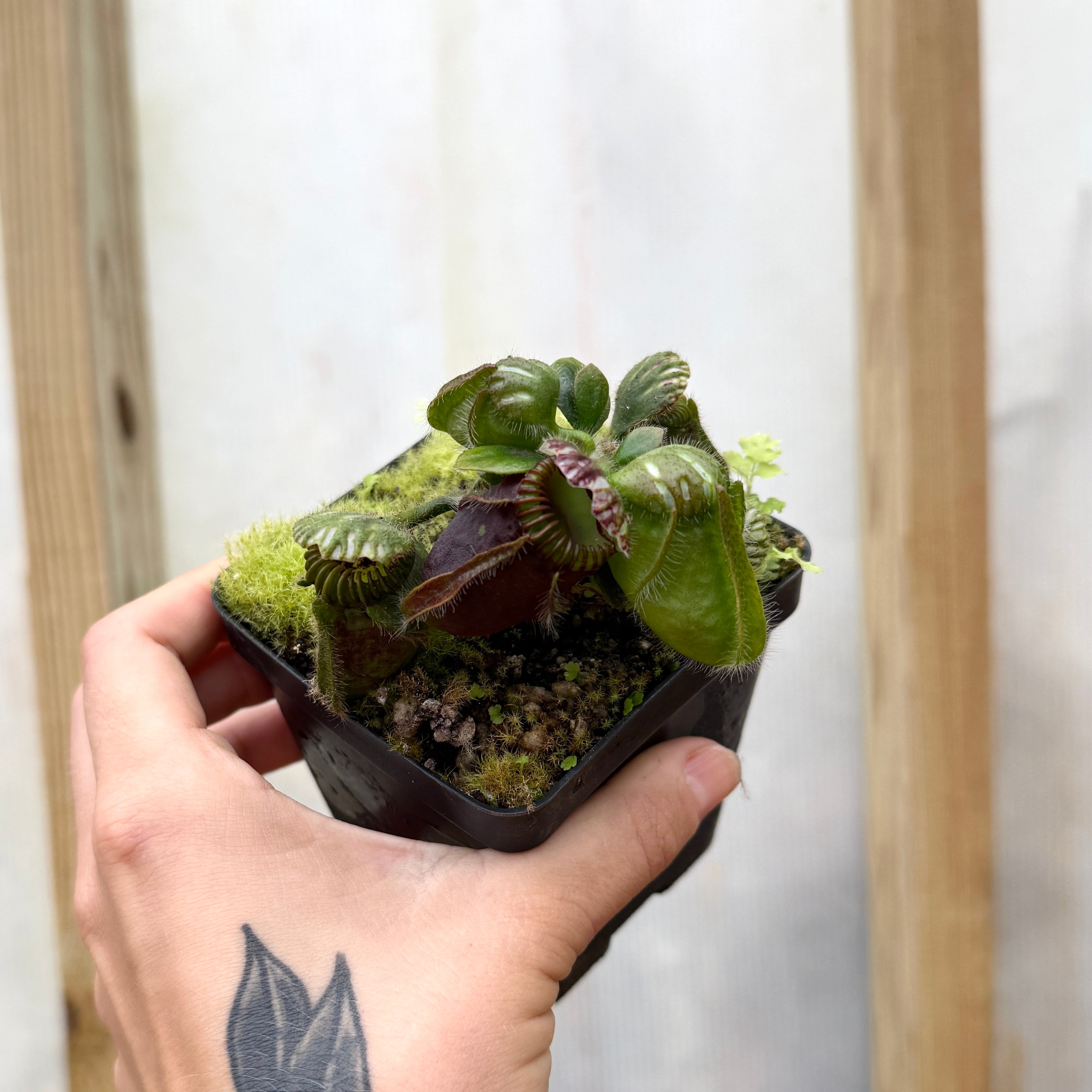 Cephalotus follicularis, IMP-0005 – Carnivero
