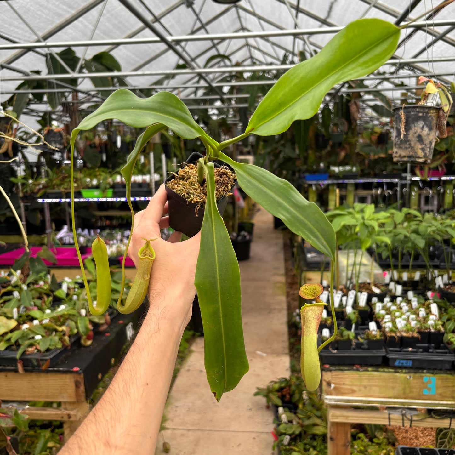 [A657] Nepenthes 'Red Dragon' - Rooted Female Cutting