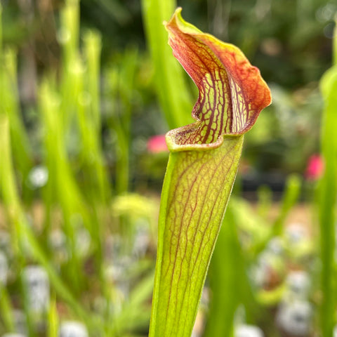 Sarracenia alata Dutch Super Black Tube pitcher with red veined hood and bright green tube