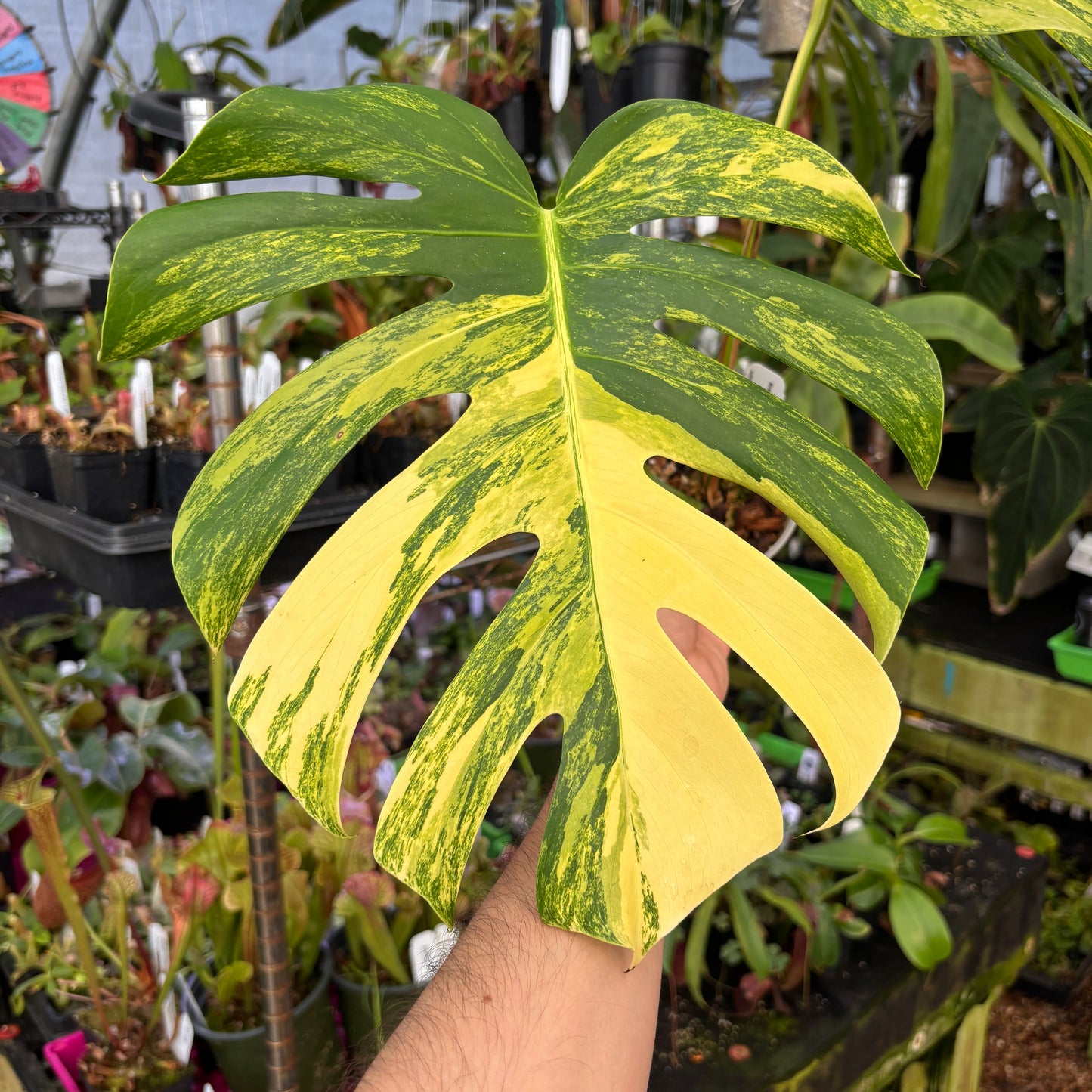 [A659] Monstera deliciosa aurea
