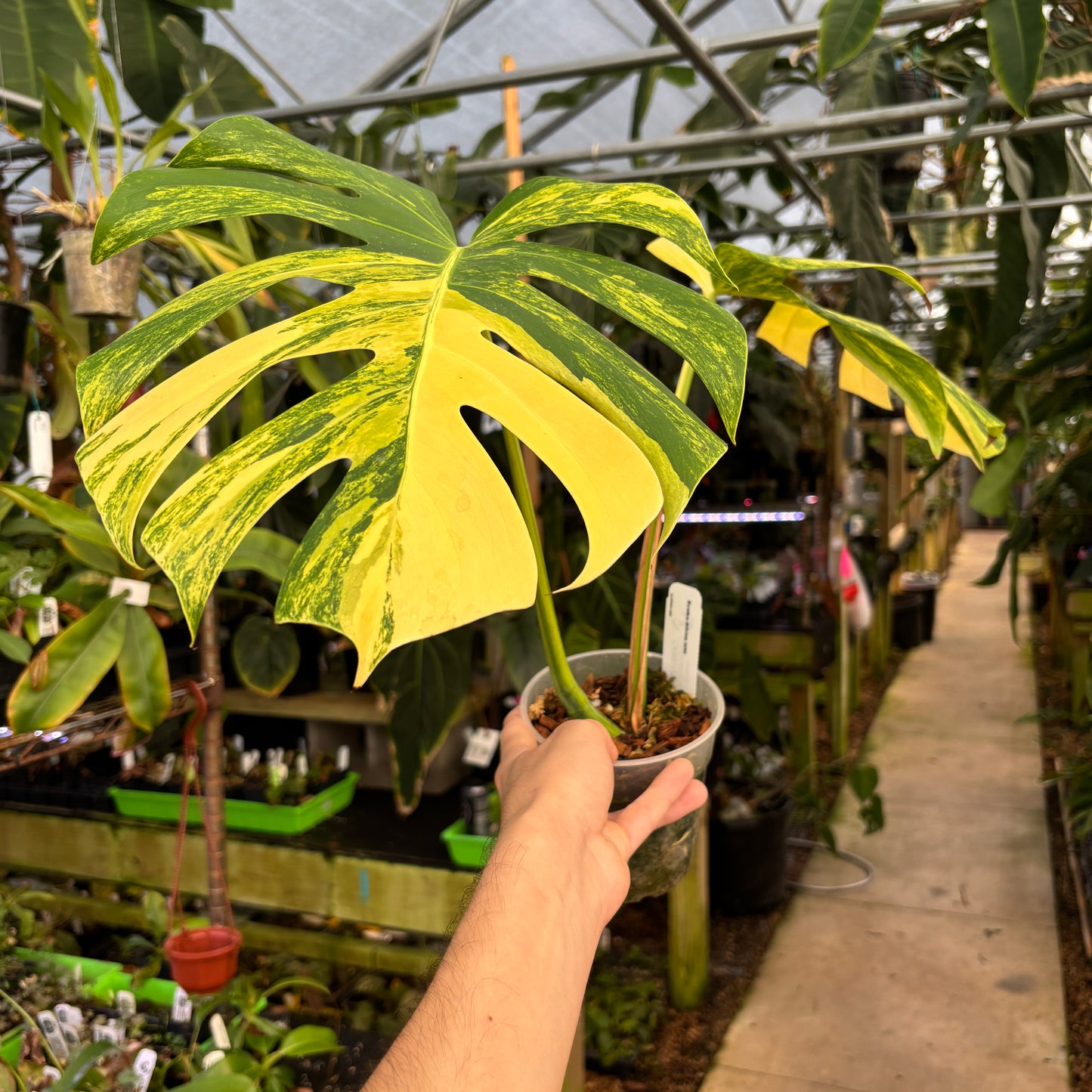 [A659] Monstera deliciosa aurea