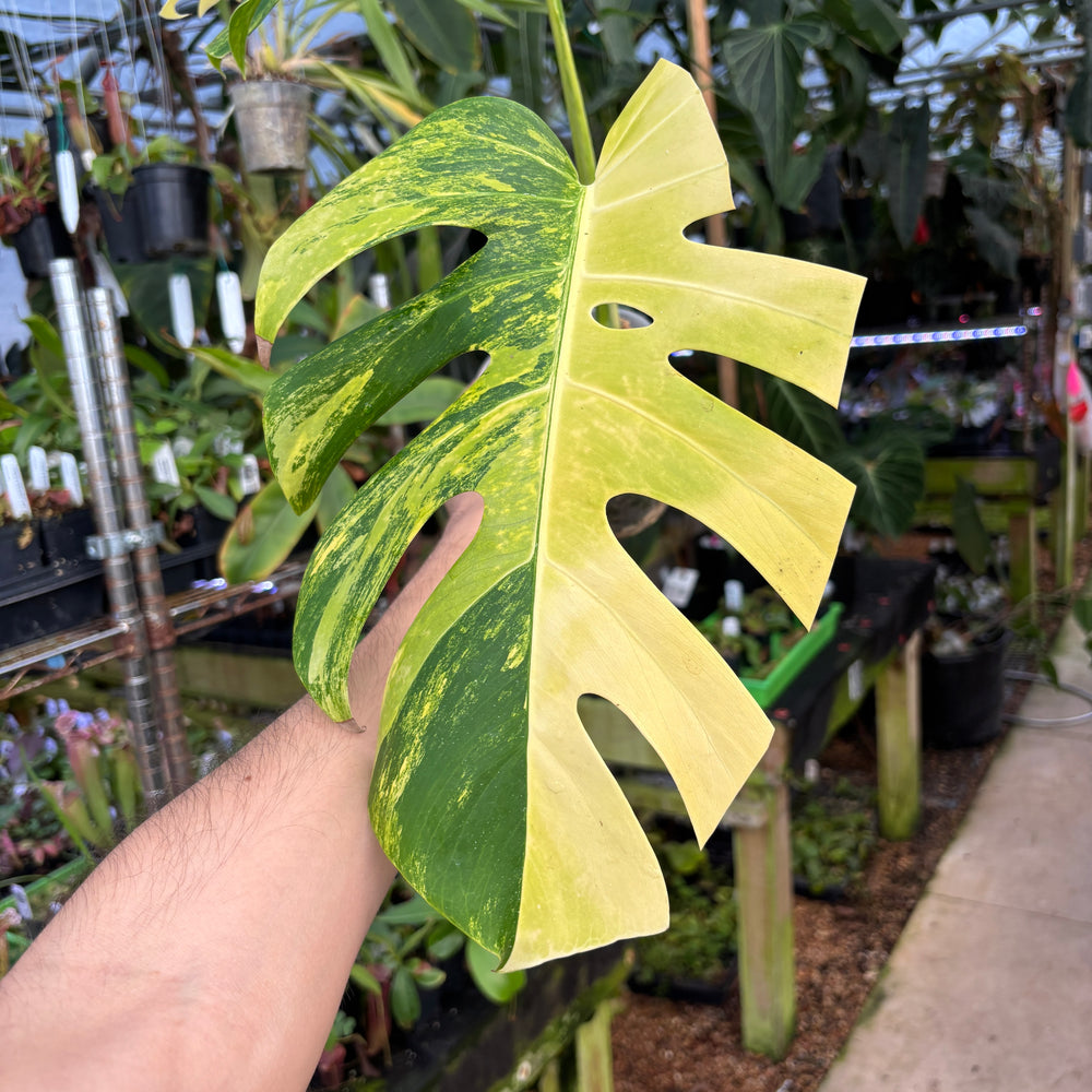 
                      
                        [A659] Monstera deliciosa aurea
                      
                    