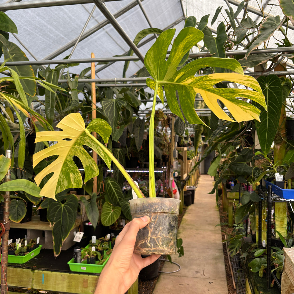 
                      
                        [A659] Monstera deliciosa aurea
                      
                    