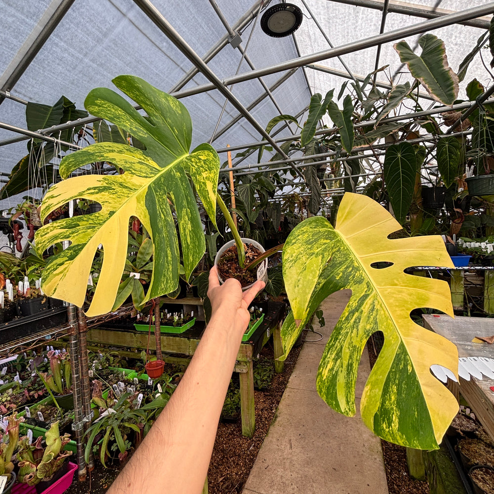 
                      
                        [A659] Monstera deliciosa aurea
                      
                    