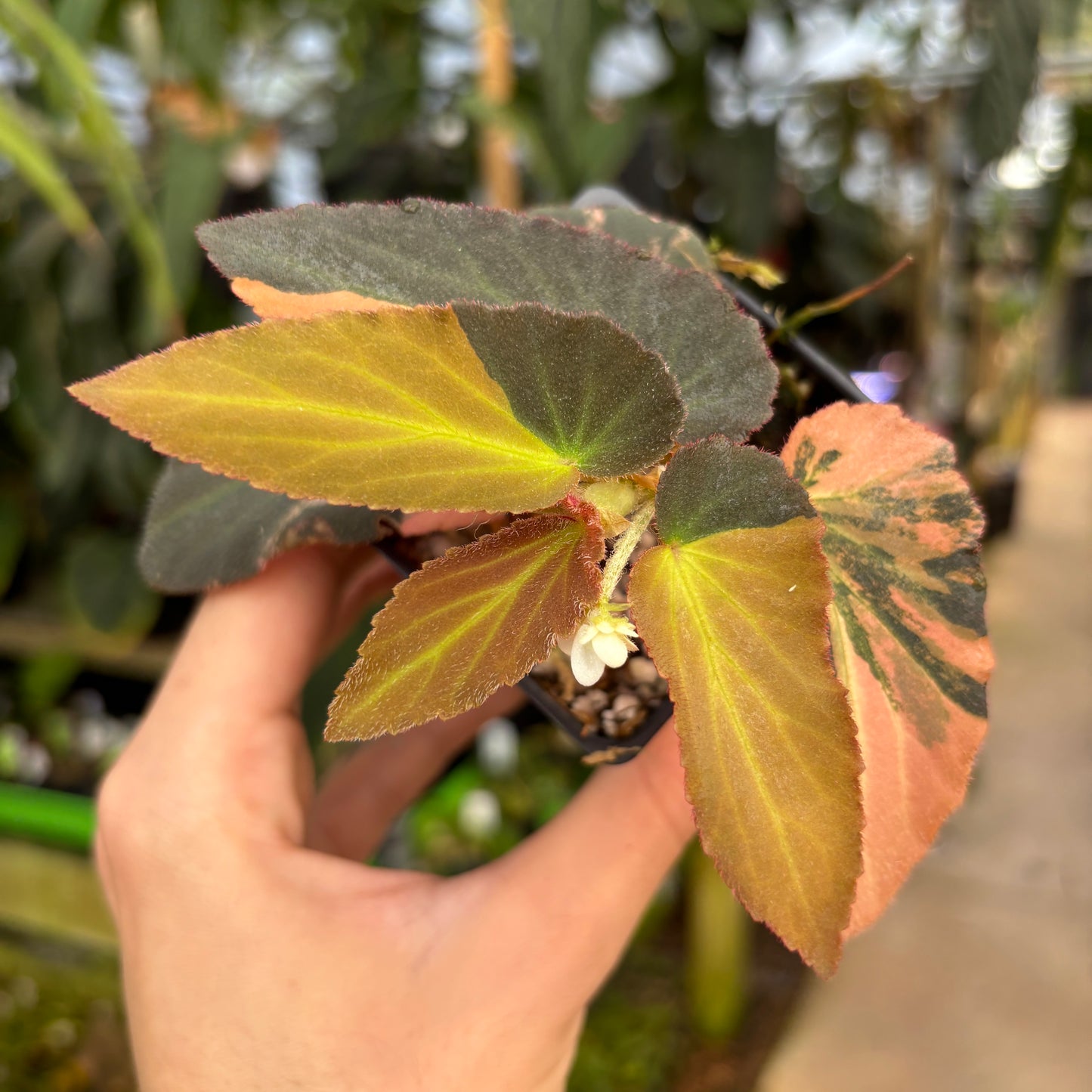 [A661] Begonia 'Withlacoochee' variegated