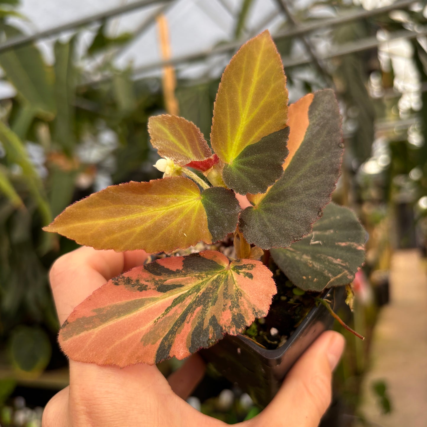 [A661] Begonia 'Withlacoochee' variegated