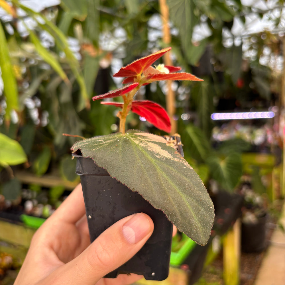 
                      
                        [A661] Begonia 'Withlacoochee' variegated
                      
                    
