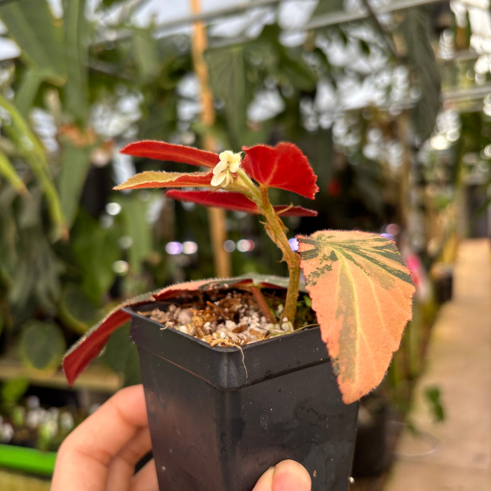
                      
                        [A661] Begonia 'Withlacoochee' variegated
                      
                    