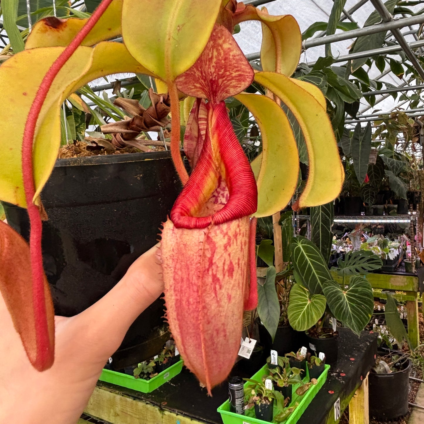 [A663] Nepenthes veitchii "Big Mama" x Redonkulas, CAR-0152 (hanging basket)