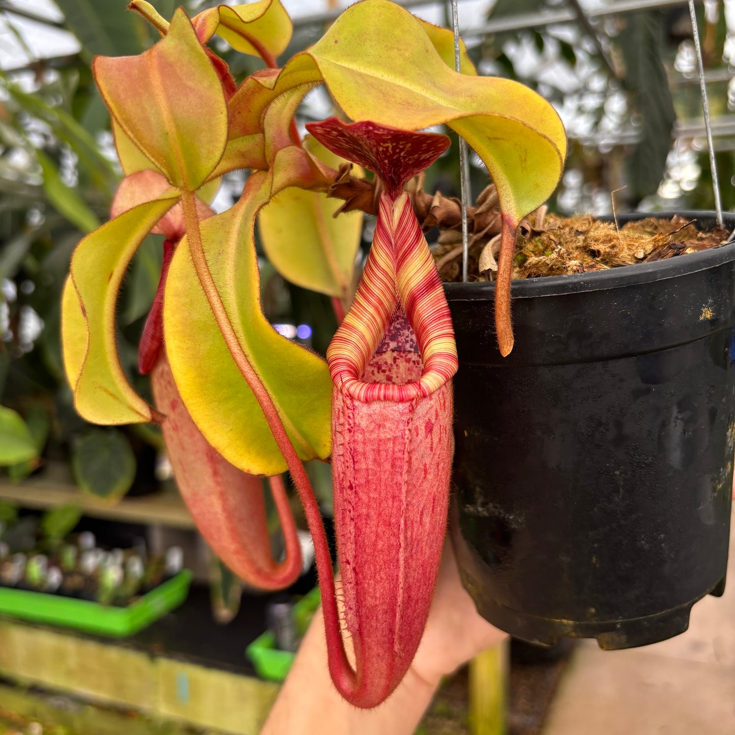 [A663] Nepenthes veitchii "Big Mama" x Redonkulas, CAR-0152 (hanging basket)