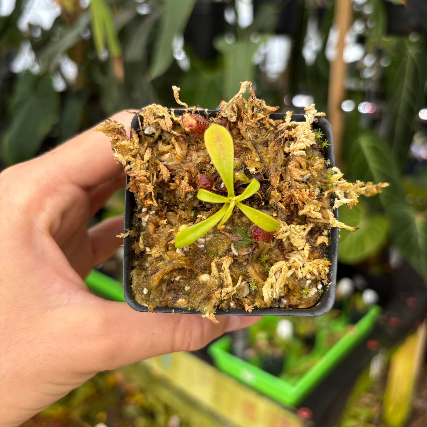 [A664] Nepenthes lowii Mulu