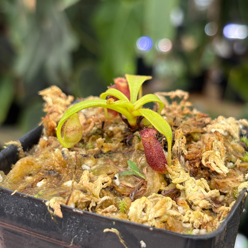 [A664] Nepenthes lowii Mulu