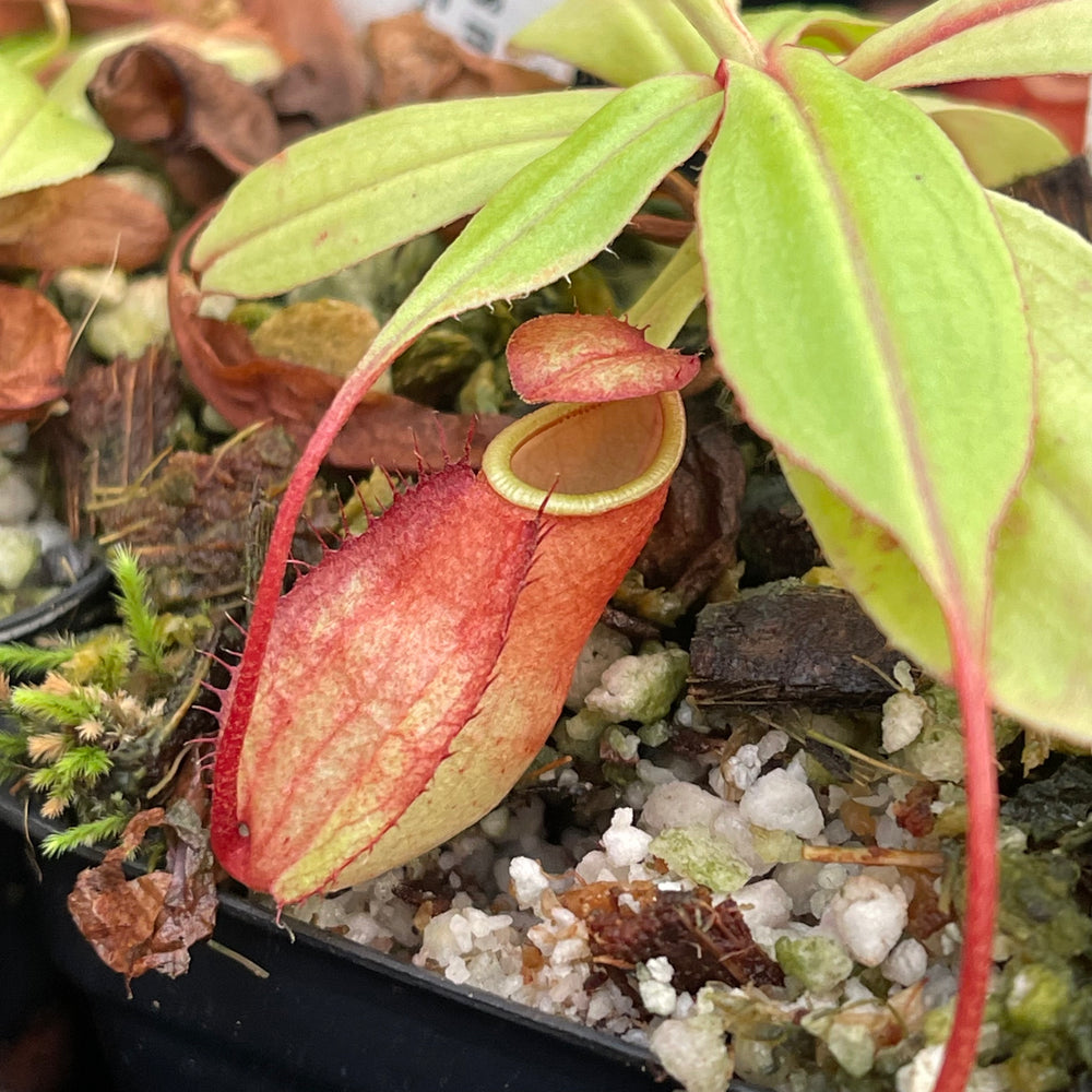 
                      
                        Nepenthes mirabilis var. globosa, BE-3928
                      
                    