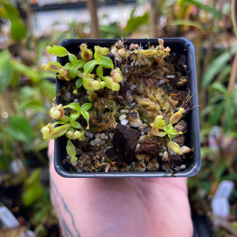 
                      
                        Nepenthes naga x edwardsiana CC, CAR-0433
                      
                    