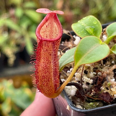 Nepenthes petiolata red pitcher plant with tall tubular trap in a small pot