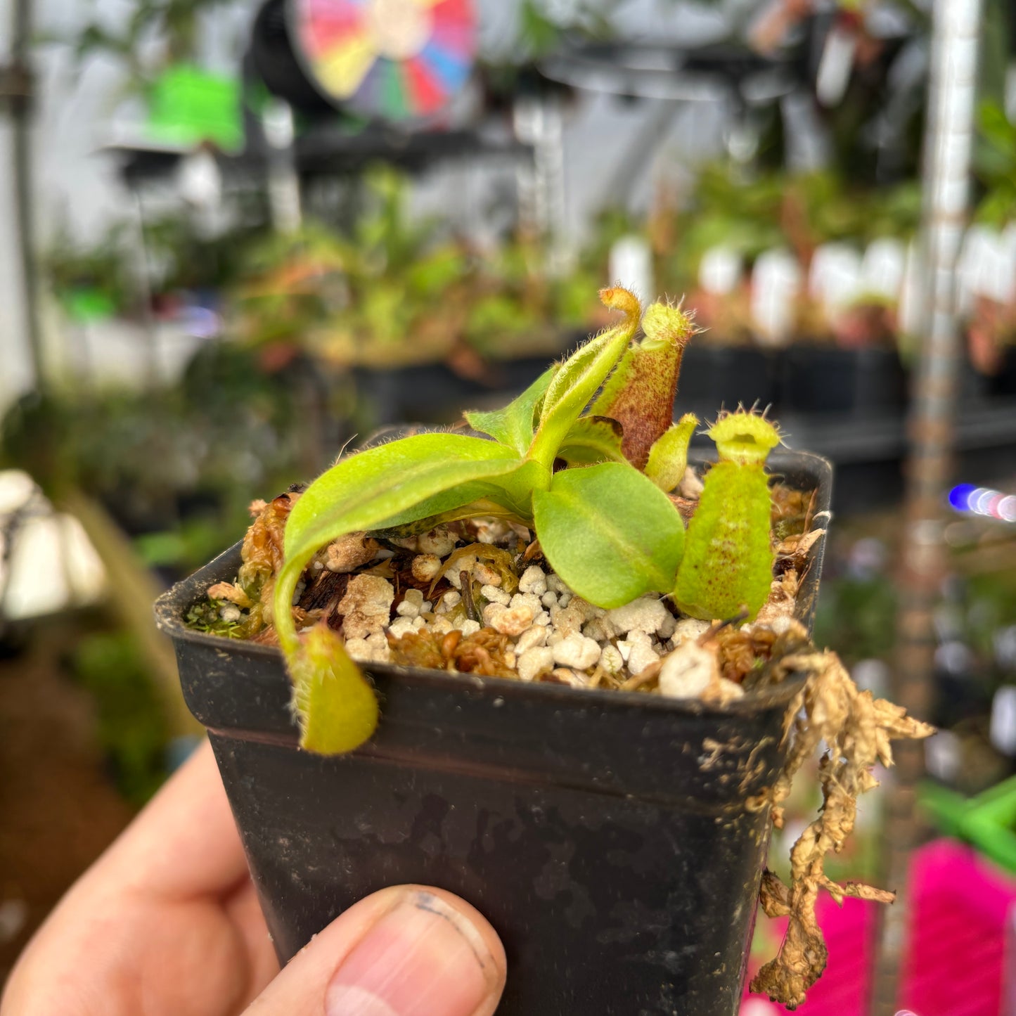 [A668] Nepenthes mollis x (lowii x truncata)-Giant, CAR-0445