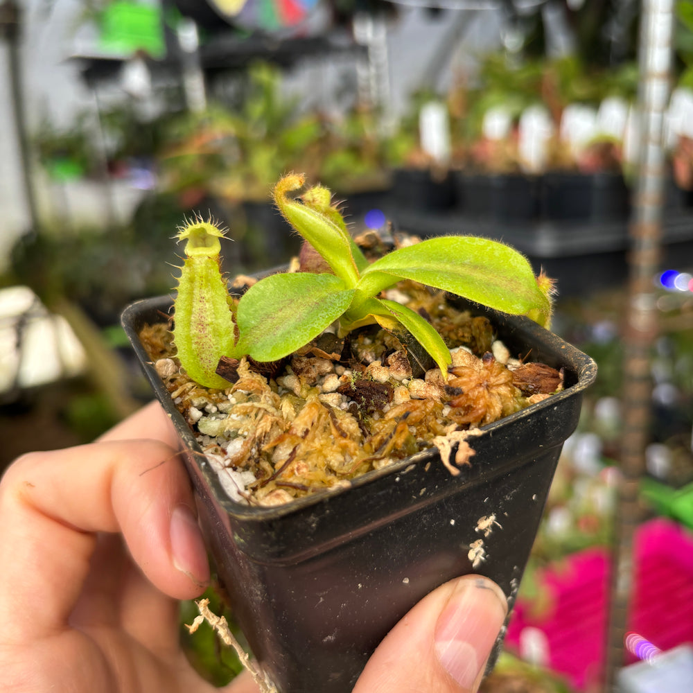 
                      
                        [A668] Nepenthes mollis x (lowii x truncata)-Giant, CAR-0445
                      
                    