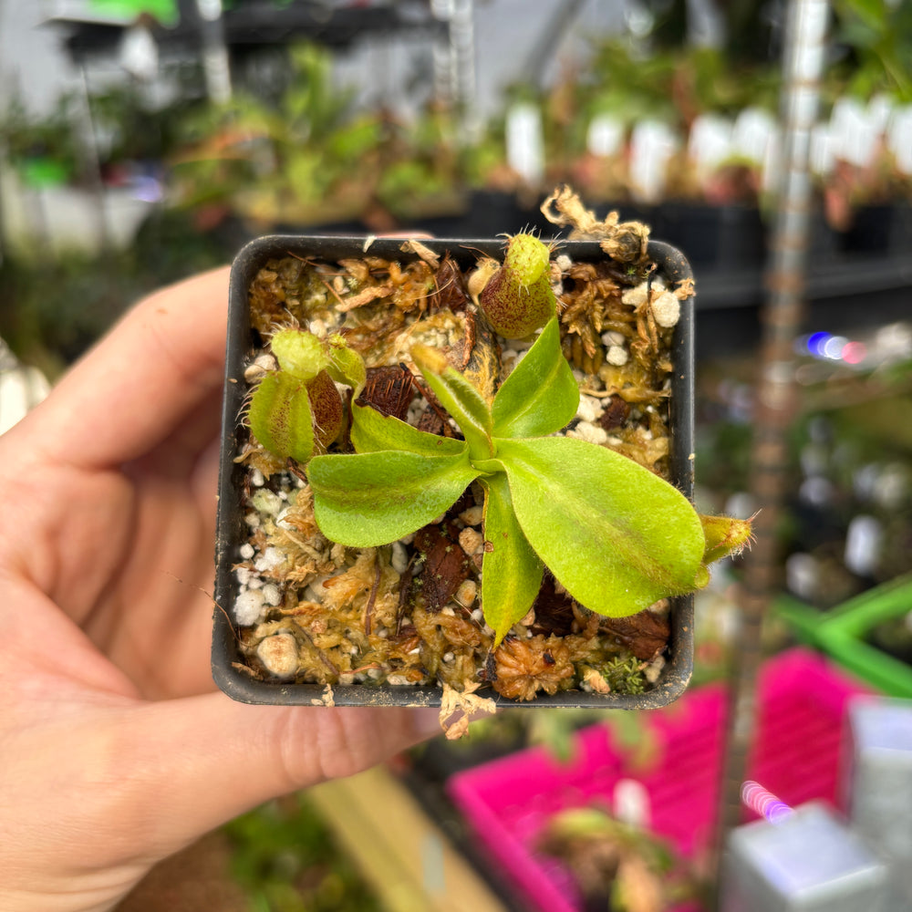 
                      
                        [A668] Nepenthes mollis x (lowii x truncata)-Giant, CAR-0445
                      
                    
