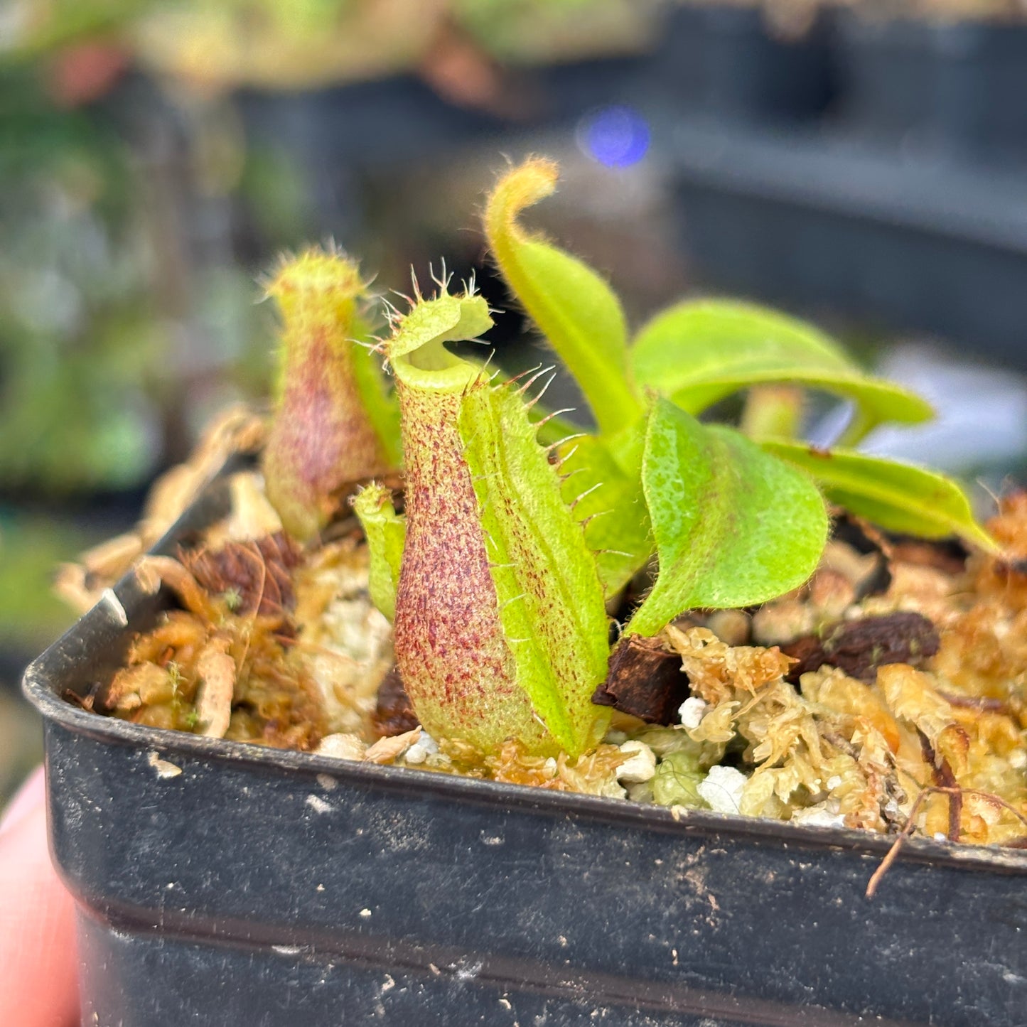 [A668] Nepenthes mollis x (lowii x truncata)-Giant, CAR-0445