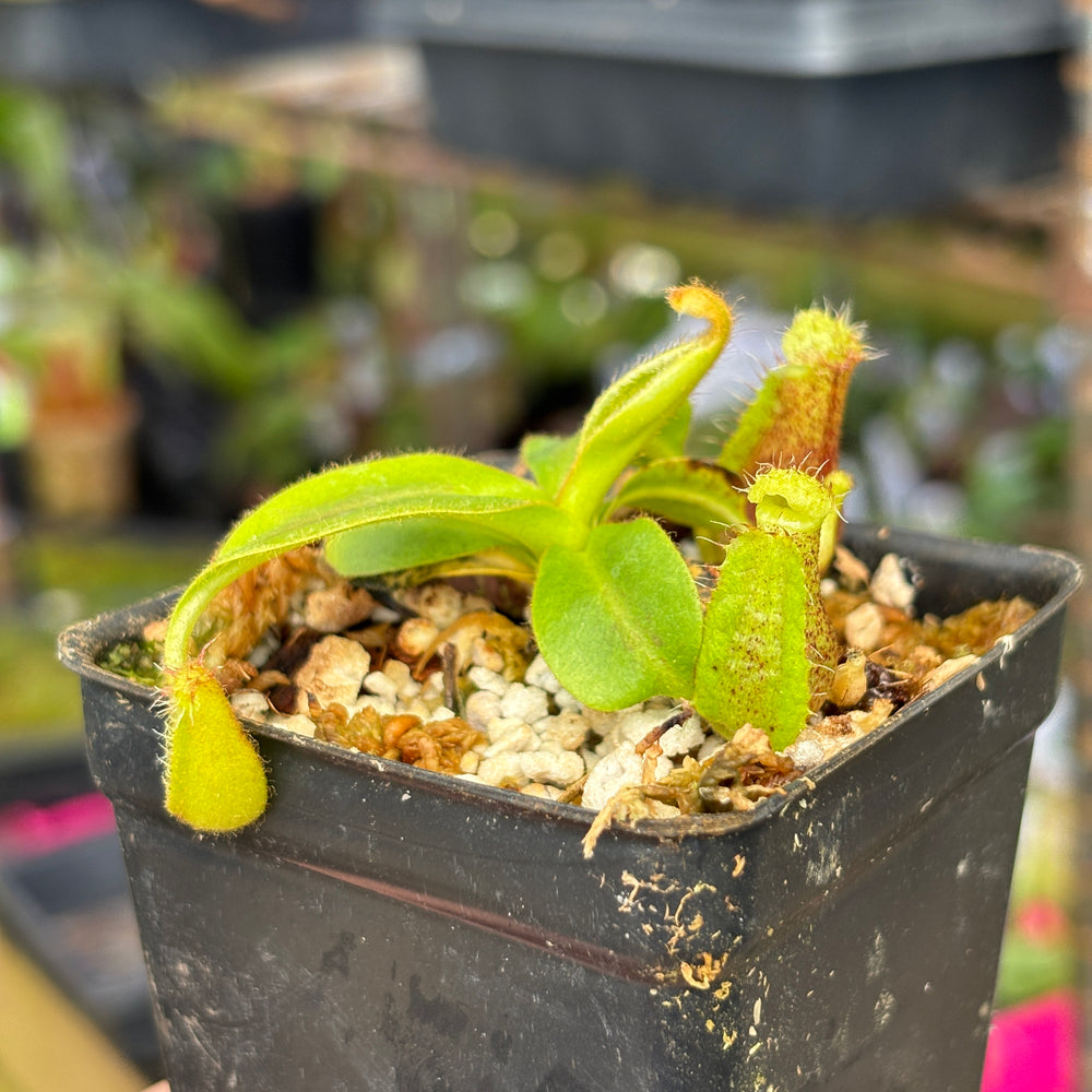 
                      
                        [A668] Nepenthes mollis x (lowii x truncata)-Giant, CAR-0445
                      
                    