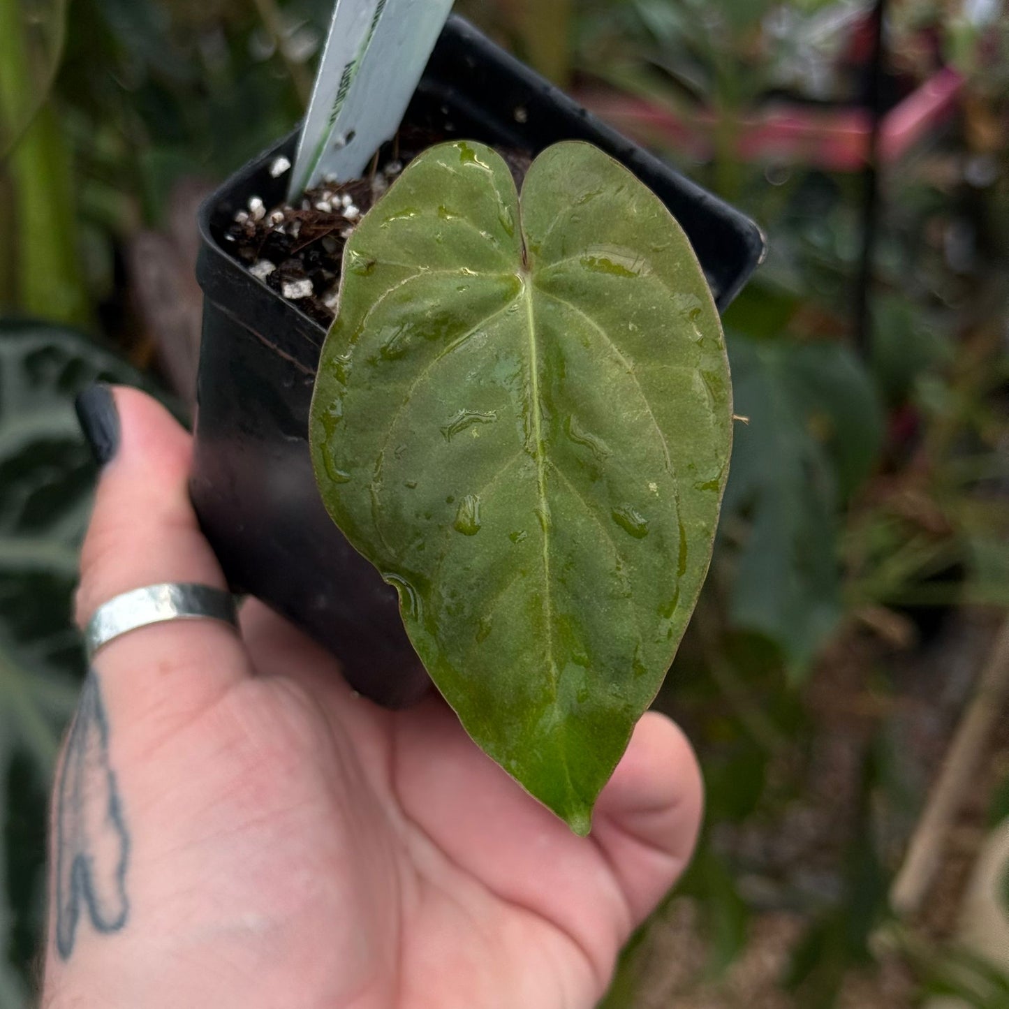 [MDR014] Anthurium dressleri (Rio Guanche) x papillilaminum (Ree Gardens)