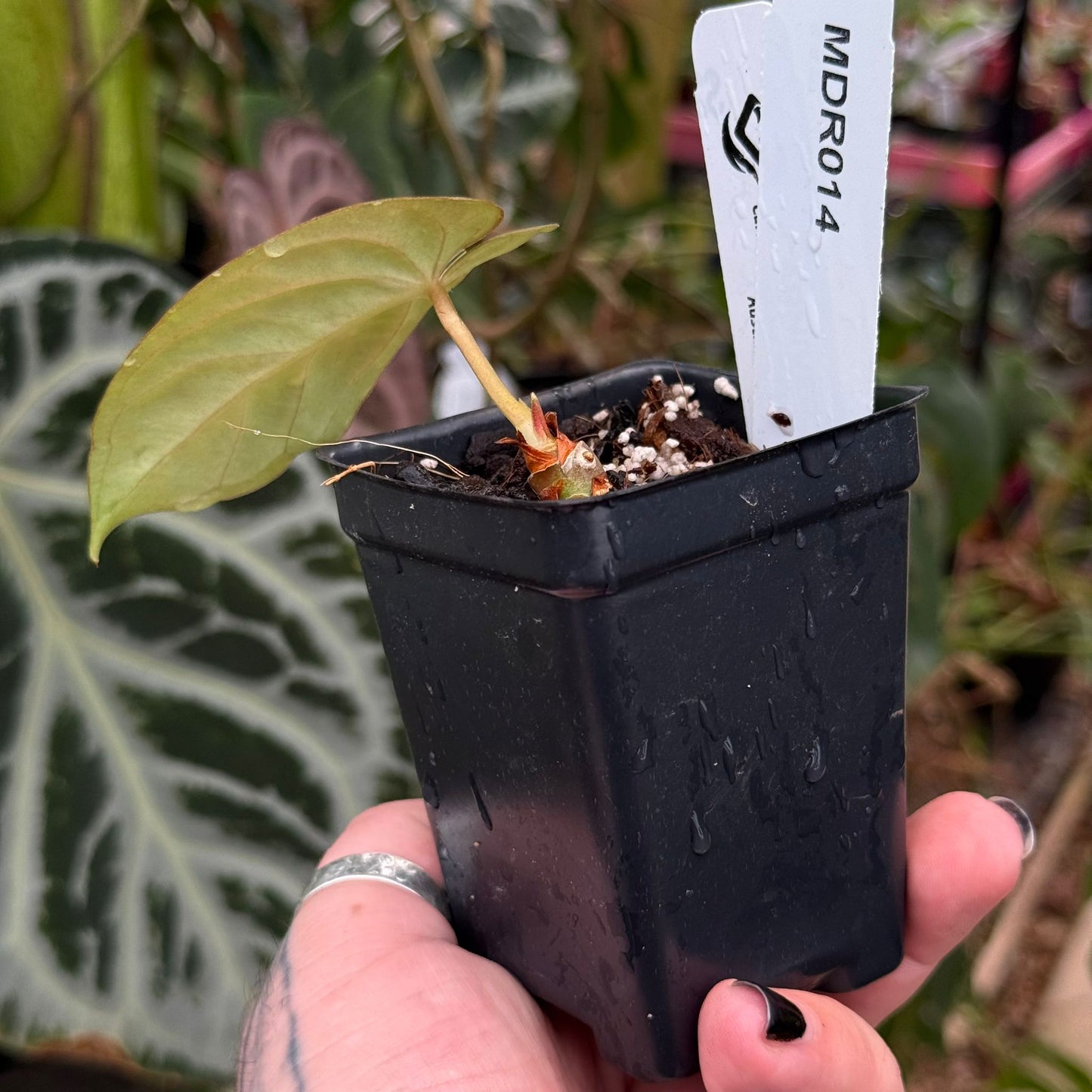 [MDR014] Anthurium dressleri (Rio Guanche) x papillilaminum (Ree Gardens)