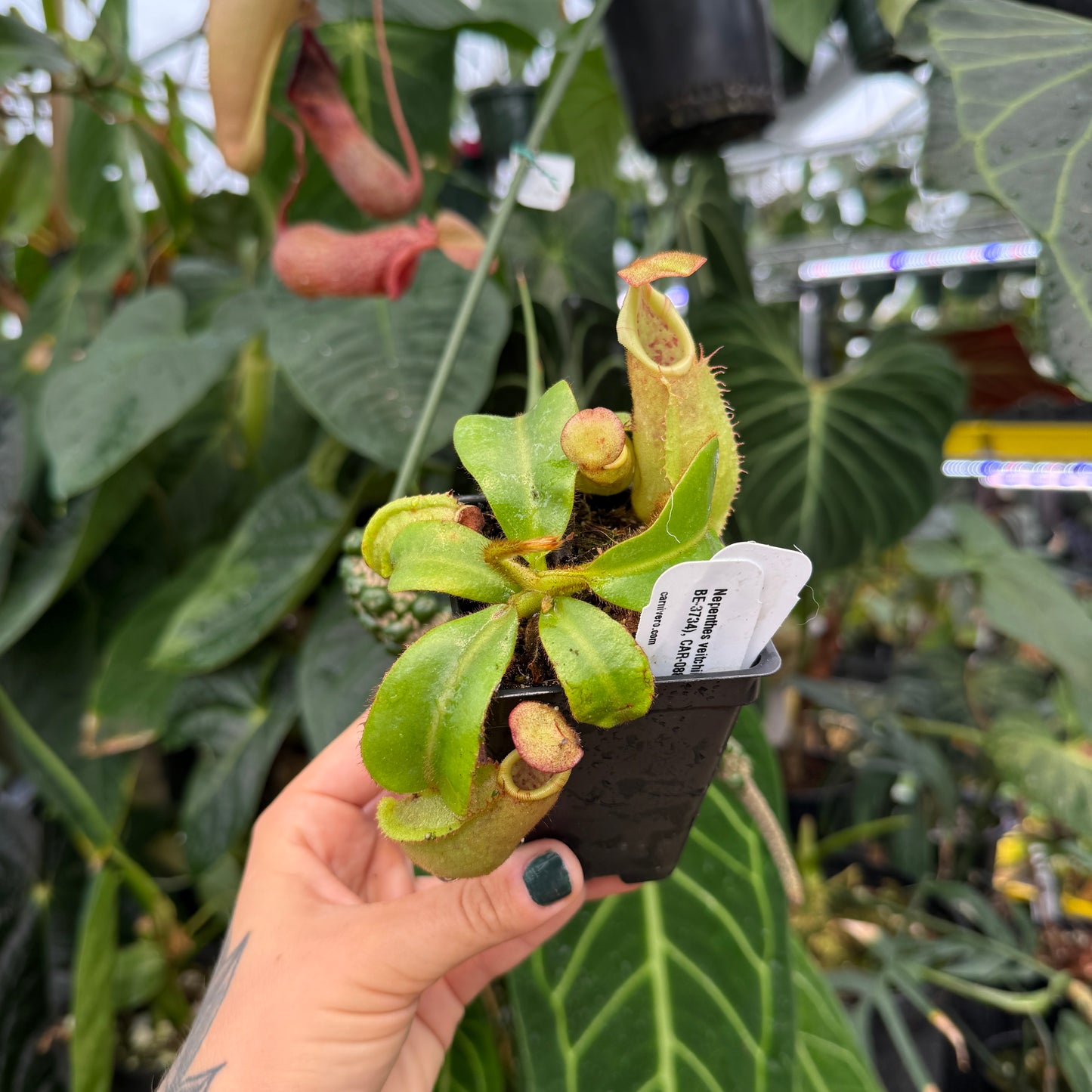 WH0073	Nepenthes veitchii ((m) grex #2 x BE-3734), CAR-0889 (S)