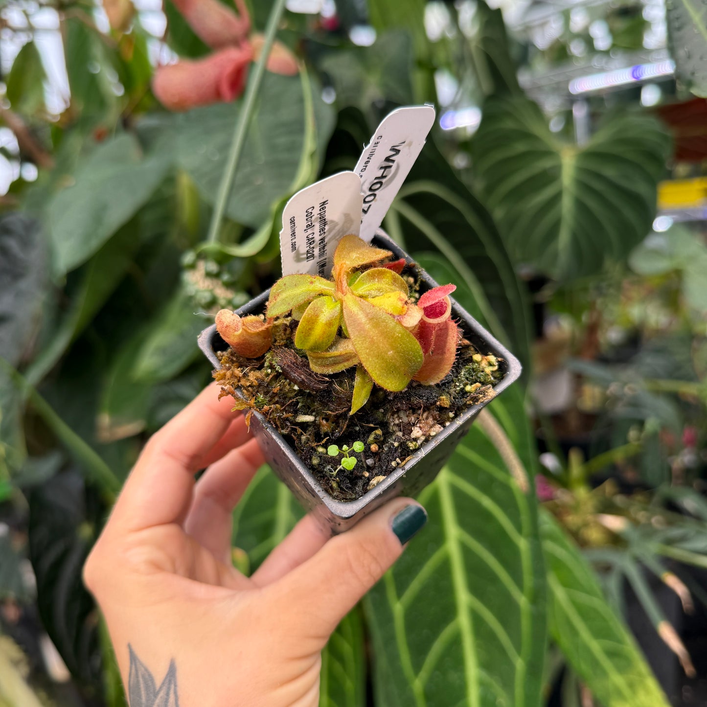 WH0074	Nepenthes veitchii [(Murud x Candy)-Best x 'Cobra'], CAR-0207 (XS)