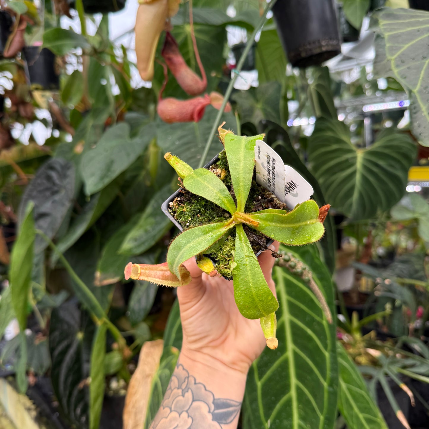 WH0075	Nepenthes veitchii ['Geoff Wong' x (Azukin x Bareo)], CAR-0750 (M)