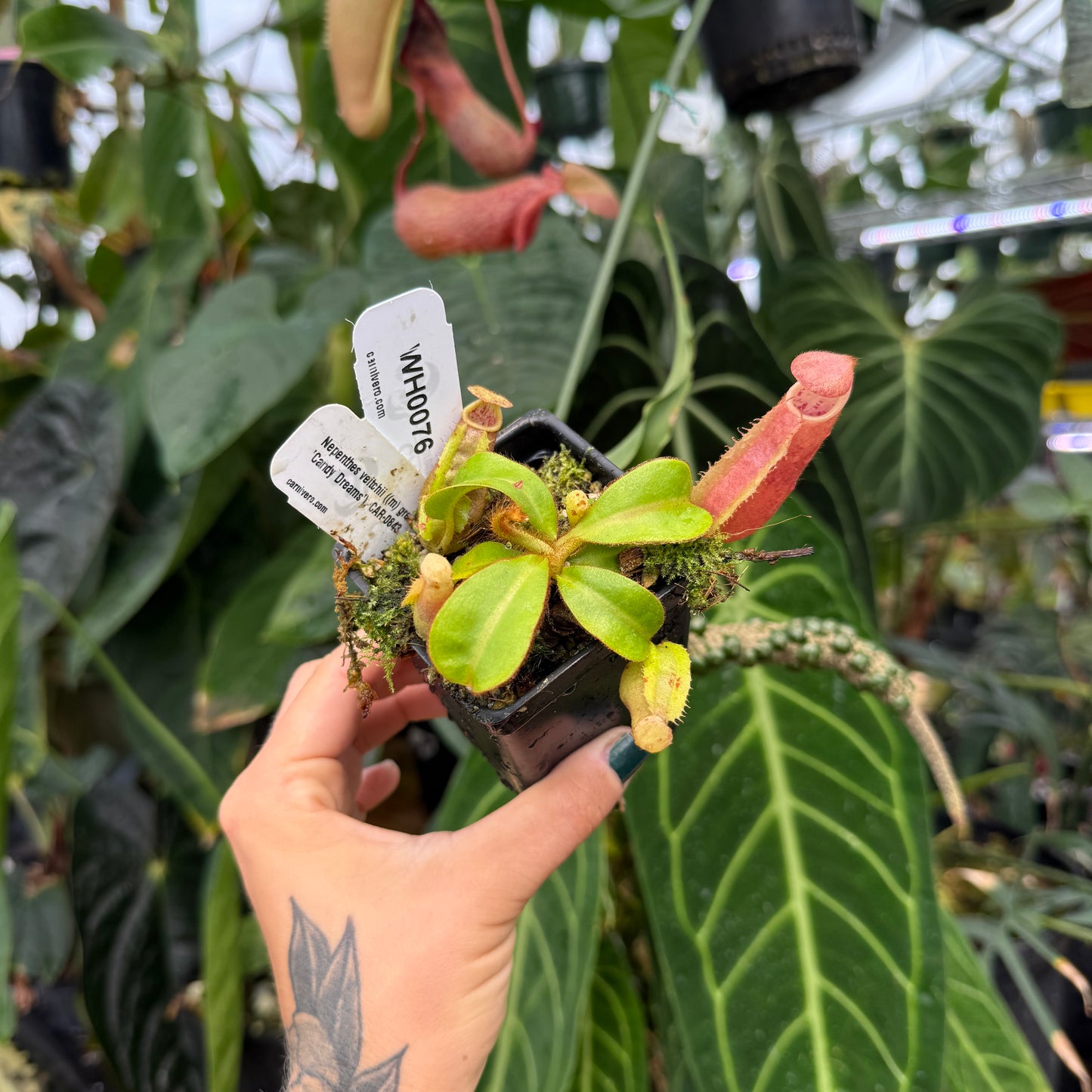 WH0076	Nepenthes veitchii ((m) grex #2 x 'Candy Dreams'), CAR-0843 (S)