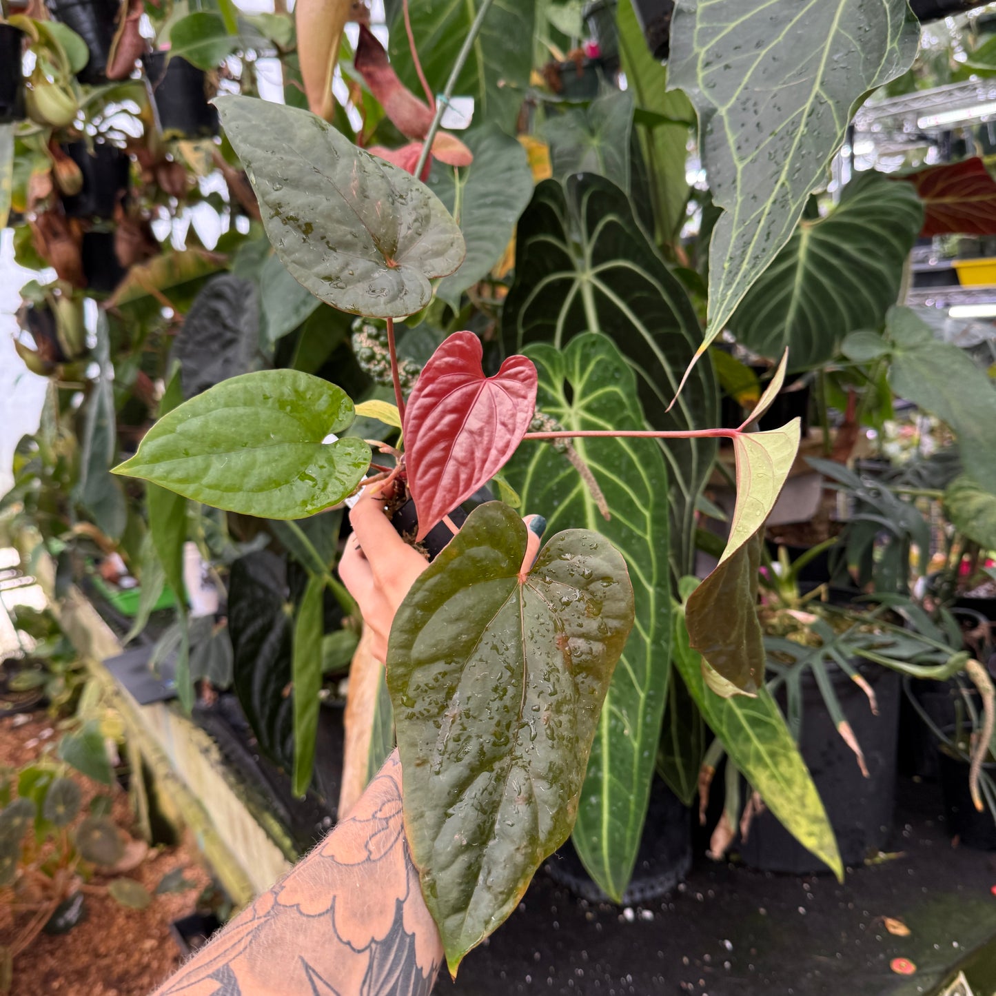 WH0082 Anthurium antolakii (BVEP) x debilis, CAR-0366 (M)