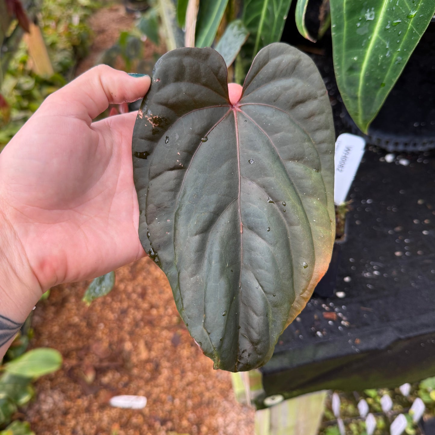 WH0082 Anthurium antolakii (BVEP) x debilis, CAR-0366 (M)
