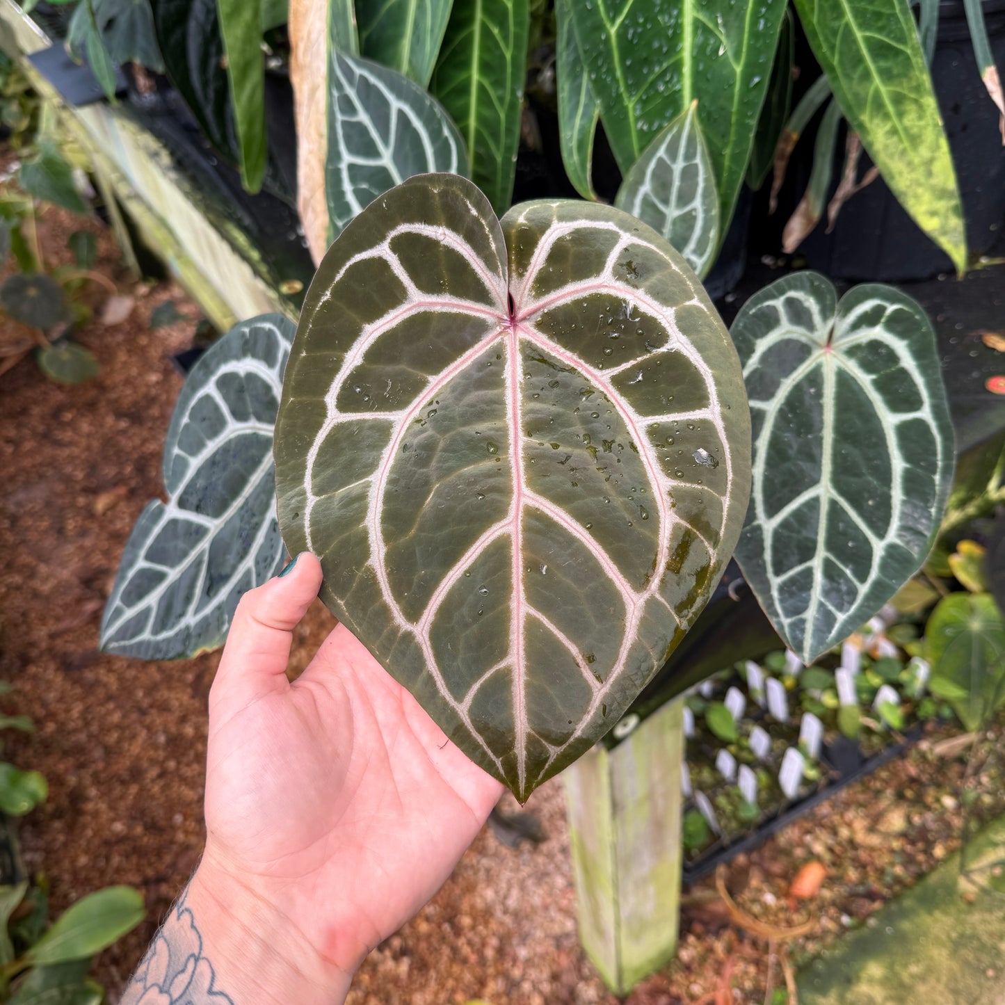 WH0086 Anthurium Doc Block x Red Crystal CAR-0902 (quart pot) (L)