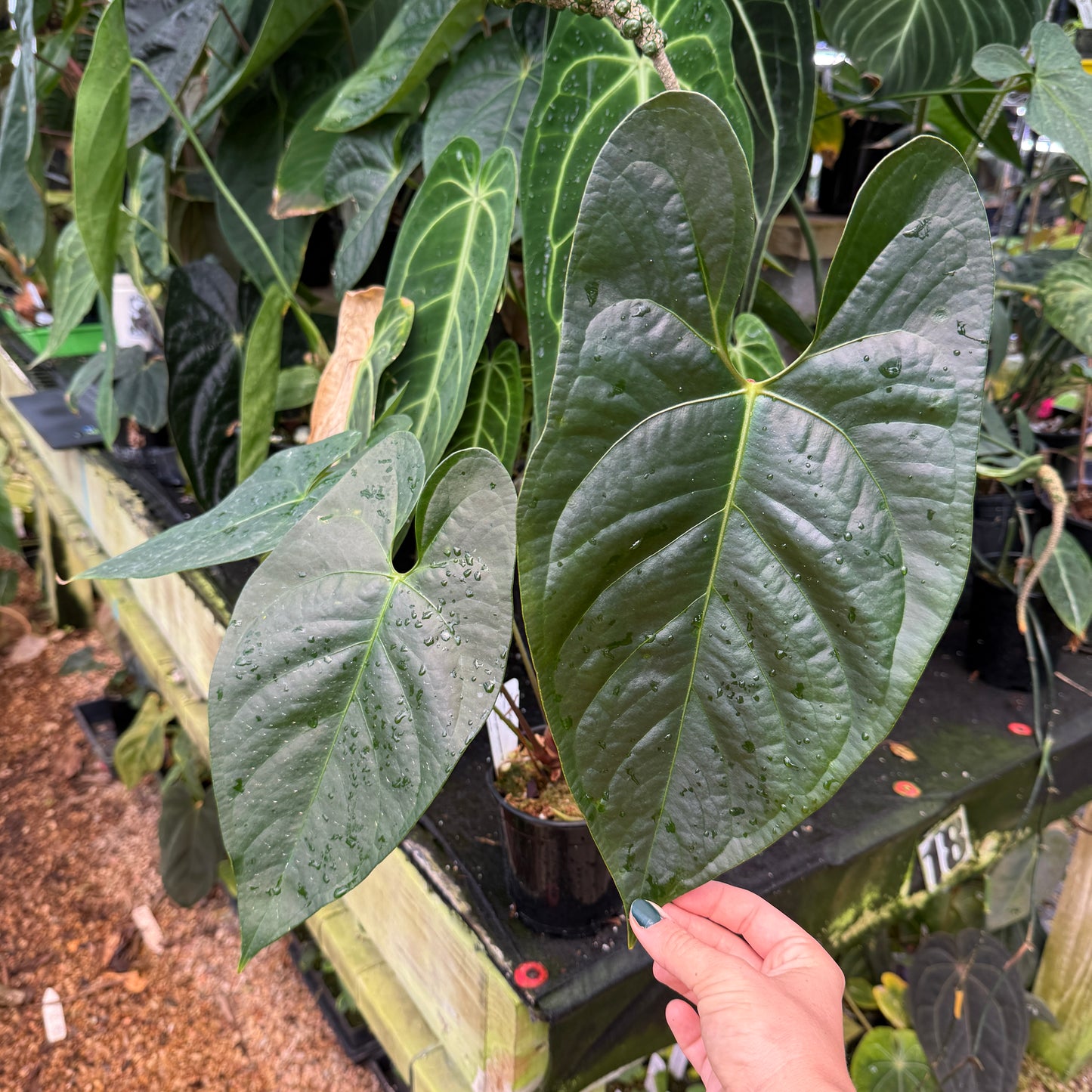 WH0087	Anthurium regale x nigrolaminum 'Gigi' (quart pot)	(L)