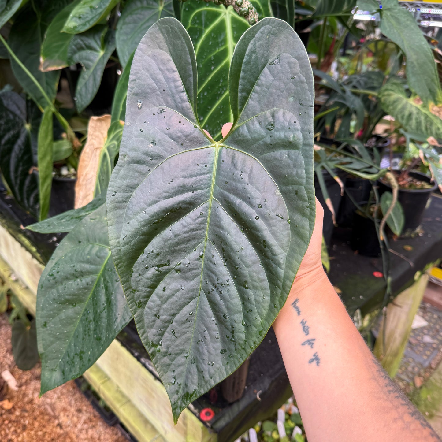 WH0087	Anthurium regale x nigrolaminum 'Gigi' (quart pot)	(L)