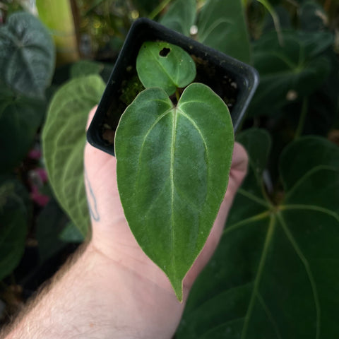 Heart shaped green anthurium leaf held in a hand in a plant nursery with a labeled pot in the background