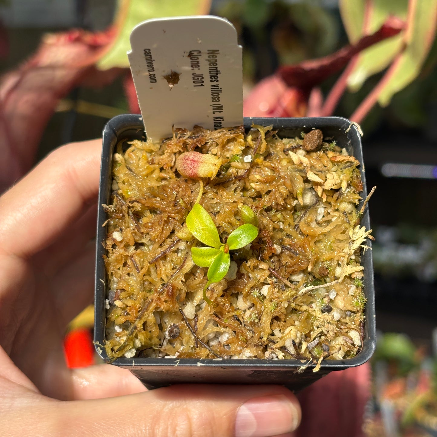 [A680] Nepenthes villosa (Mt. Kinabalu, Borneo) - Clone JG01