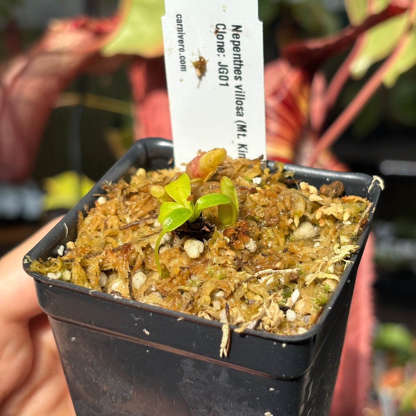 [A680] Nepenthes villosa (Mt. Kinabalu, Borneo) - Clone JG01