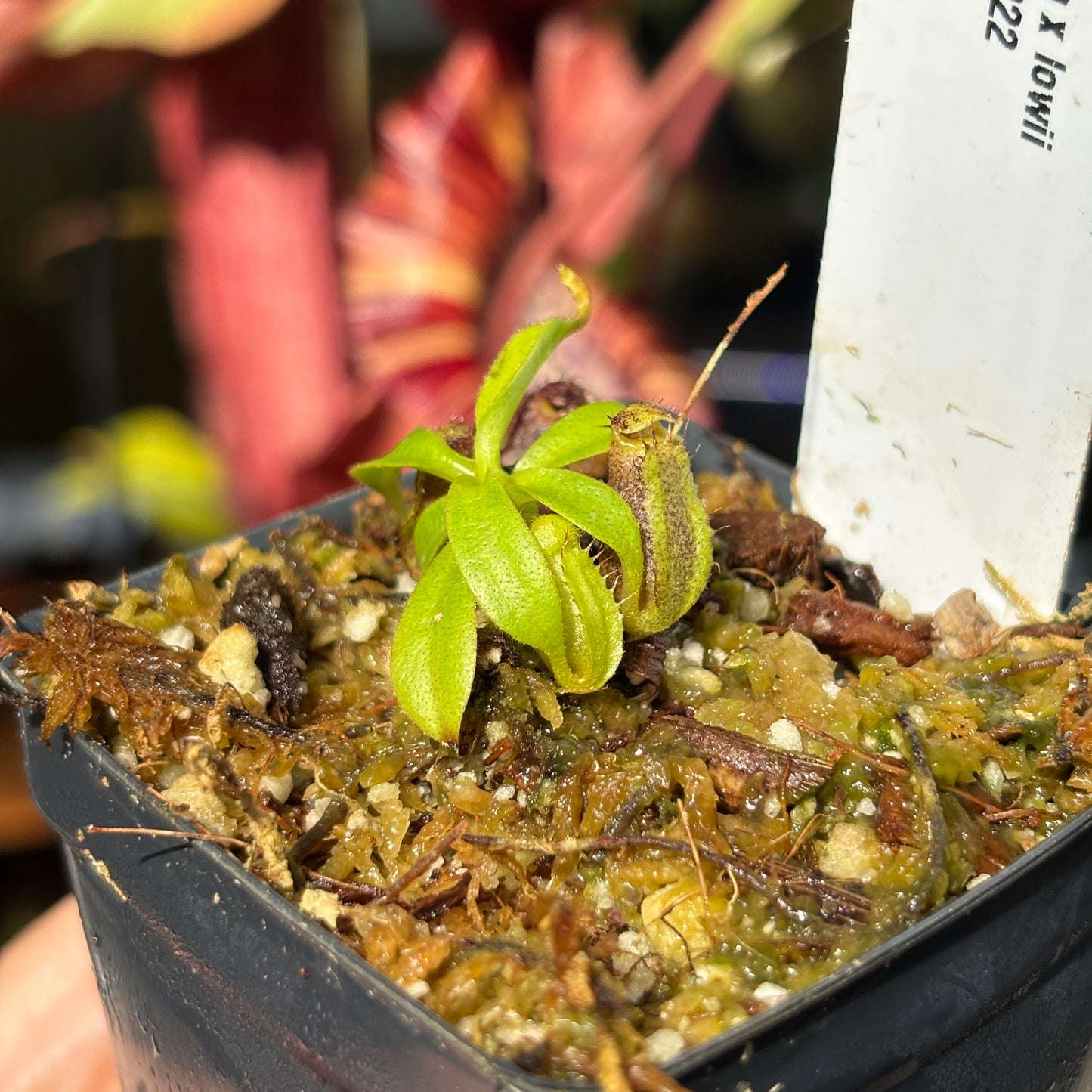 [A681] Nepenthes naga x lowii Kinabalu, CAR-0417