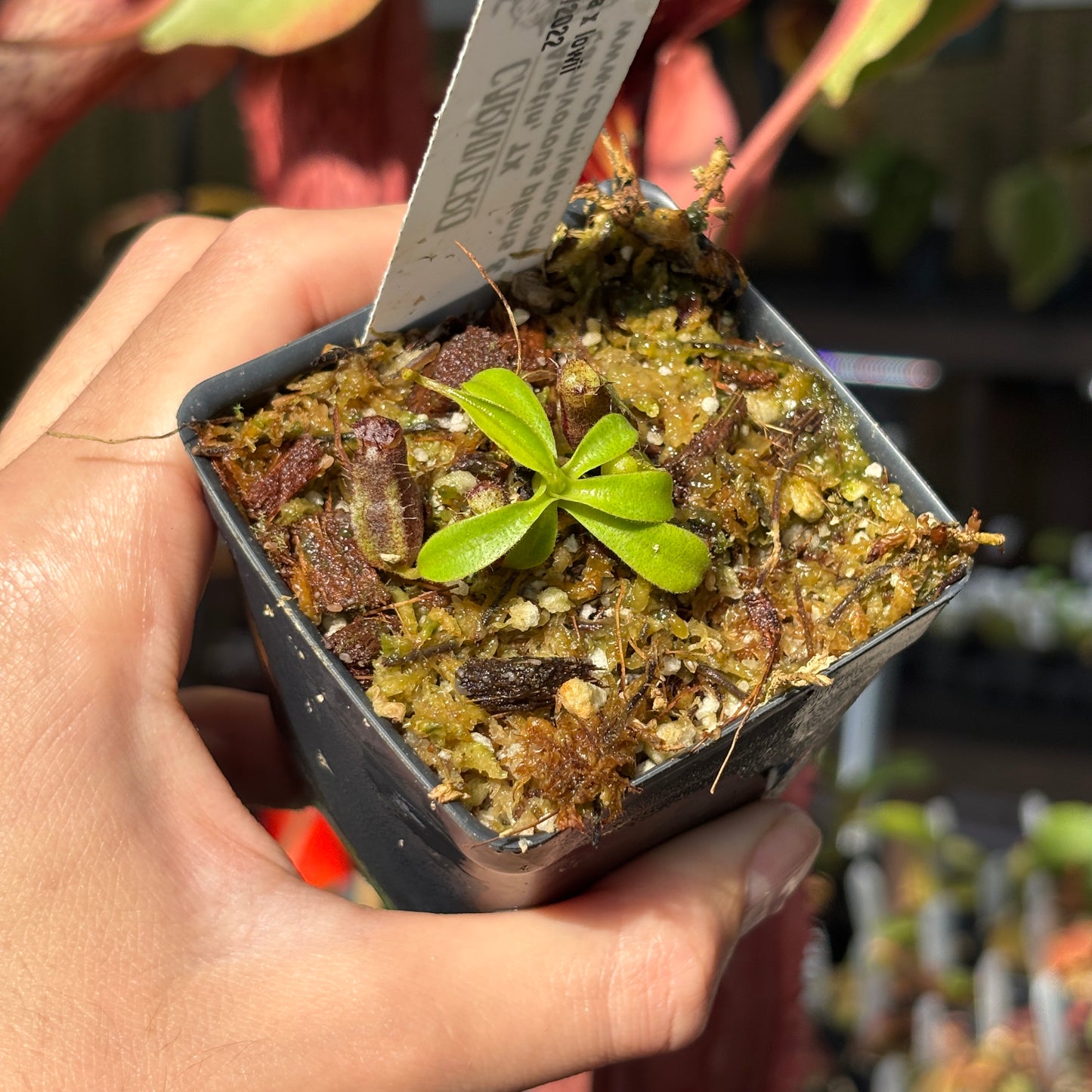 [A681] Nepenthes naga x lowii Kinabalu, CAR-0417