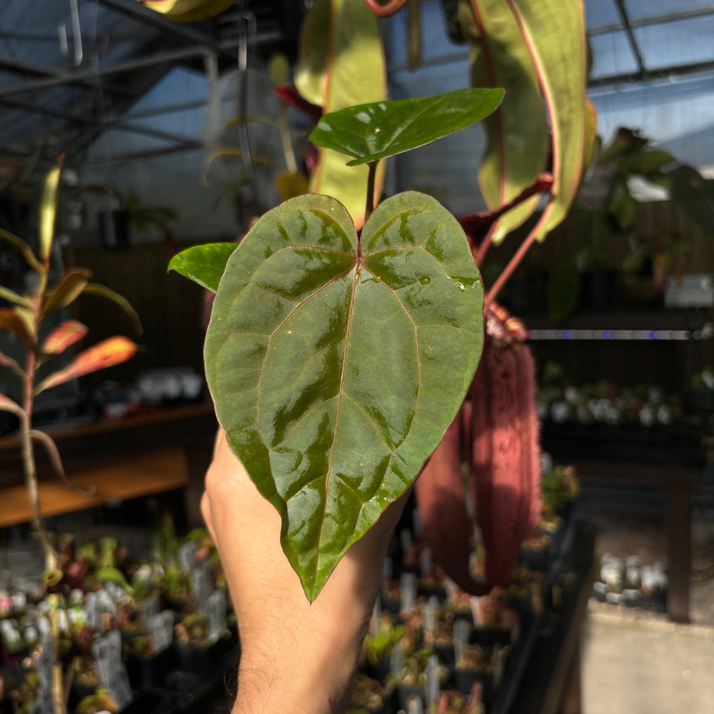 [A676] Anthurium (dorayaki x 'Dreamweaver') x debilis, CAR-0810 *New Release*