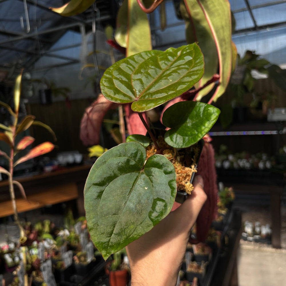[A676] Anthurium (dorayaki x 'Dreamweaver') x debilis, CAR-0810 *New Release*