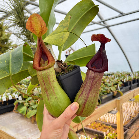 Two Nepenthes ventricosa JB sigma x ovata EP pitchers, orange red and deep maroon, held in a hand.