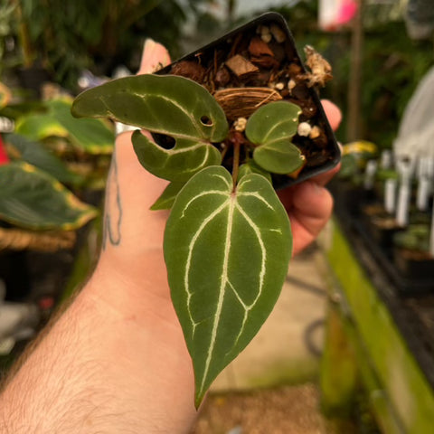 Young Anthurium regale x Zara x Michelle showing a veined dark green leaf in a small pot held by a hand